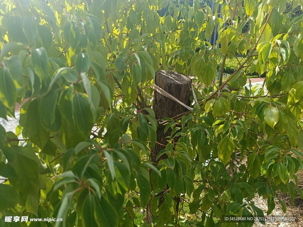 树上藏于绿叶间的鸟巢