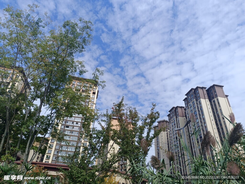 城市中林立的高楼与绿树