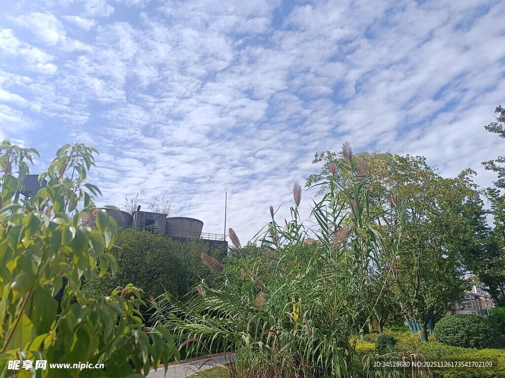 花园中的蓝天绿树景观