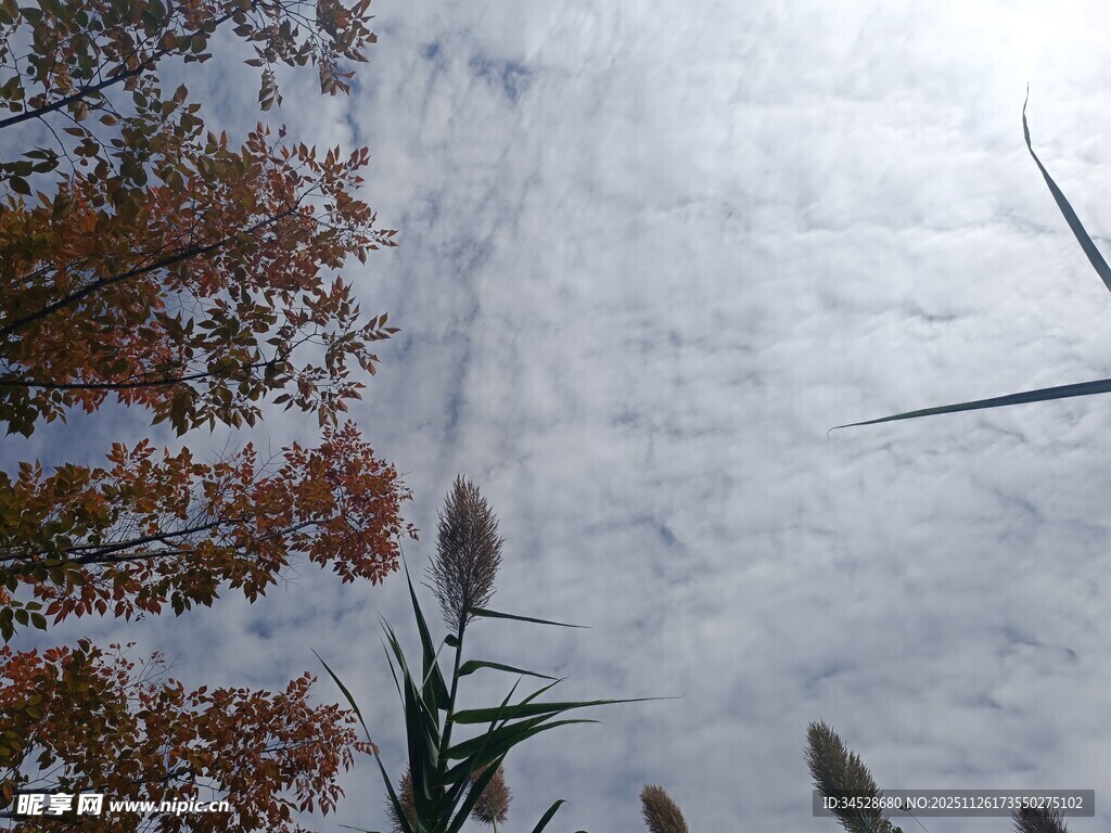 秋日树梢与天空景致