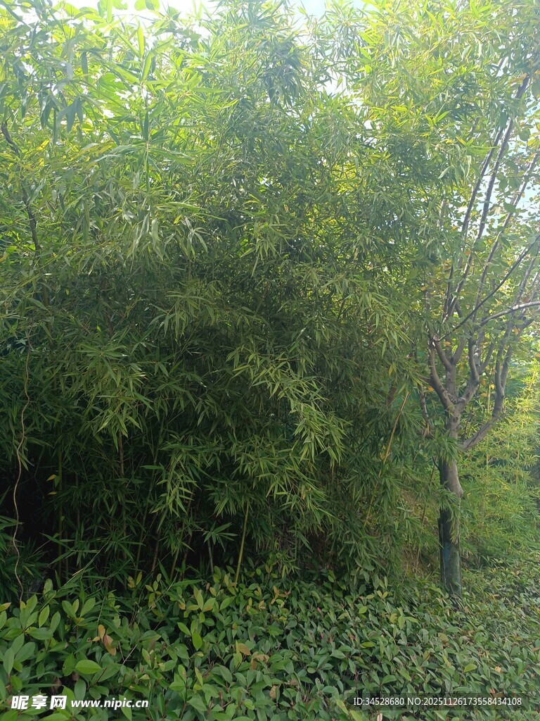 茂密绿意盎然的林间景象