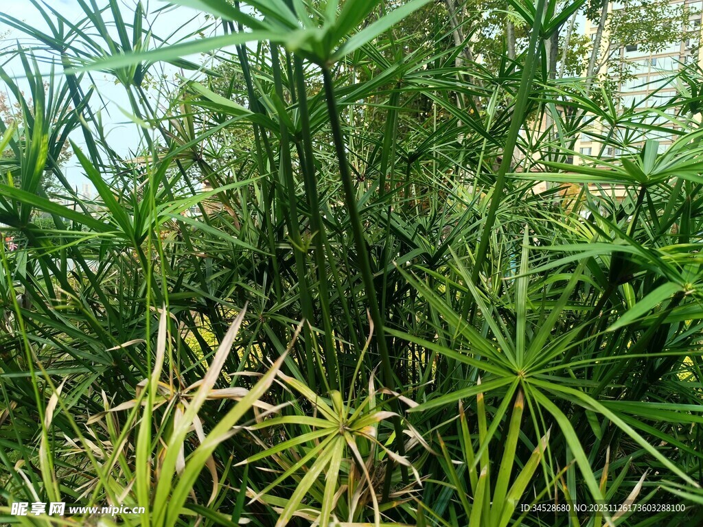 繁茂的野外绿色植物景观