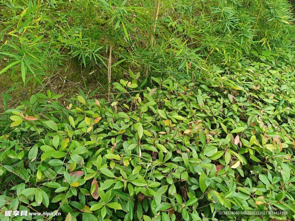 翠绿繁茂的水生植物景观