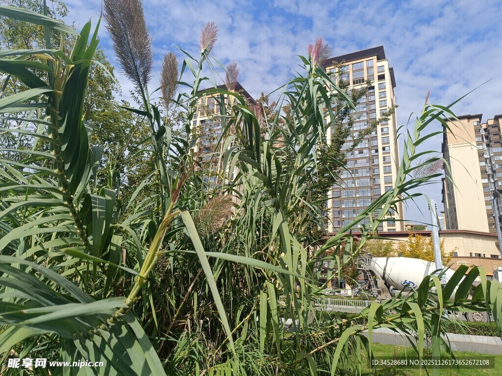 城市中葱郁的绿植与高楼