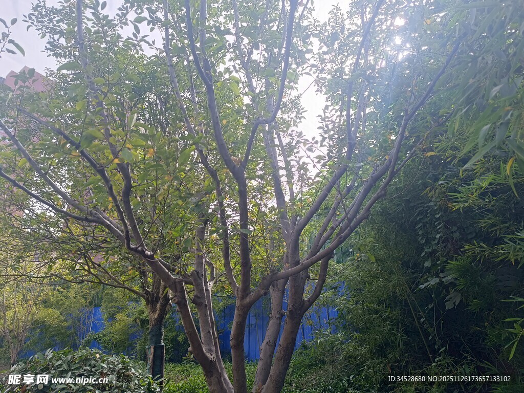 阳光下的葱郁树木