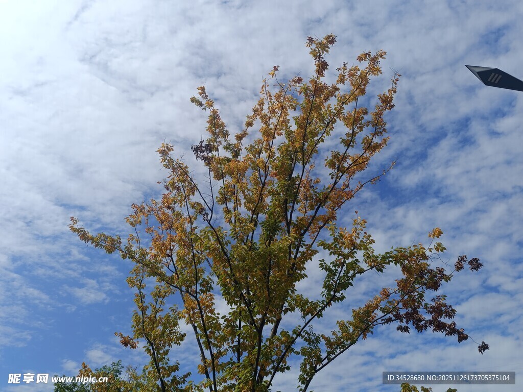 蓝天映衬下的多彩树木