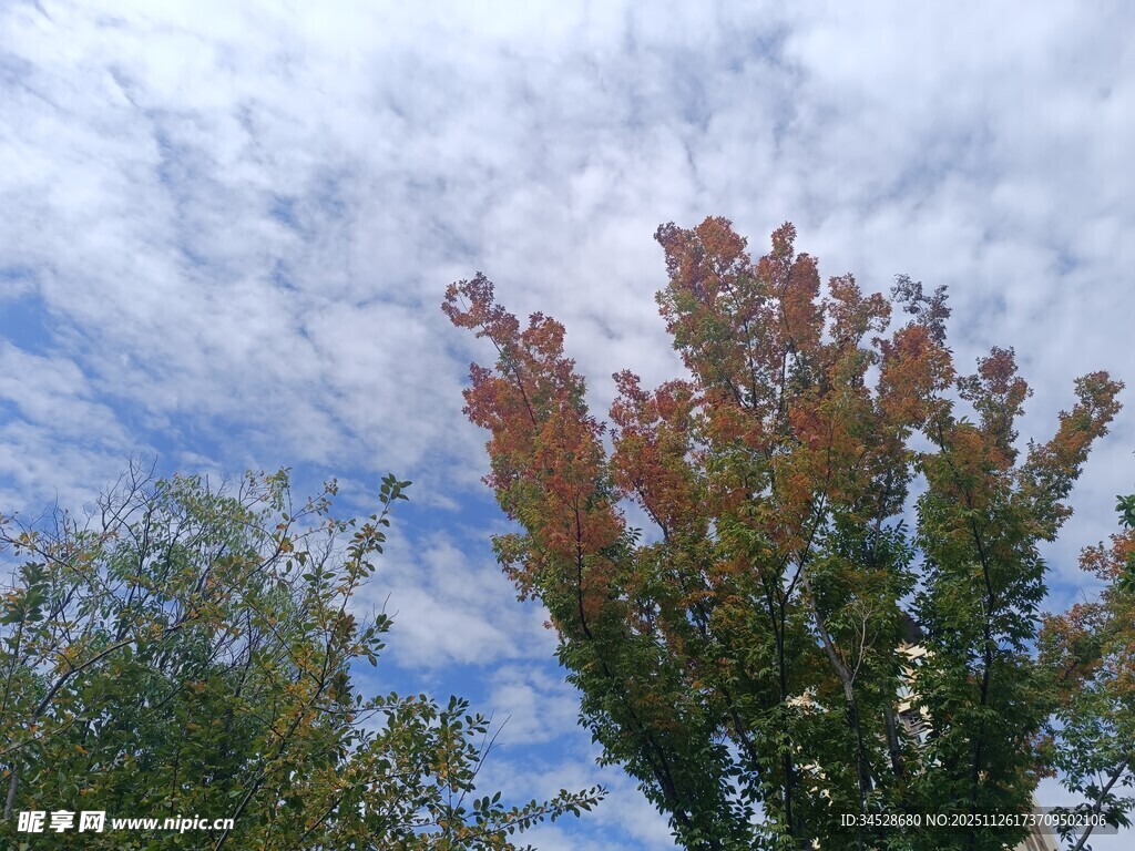 秋日树梢与蓝天白云