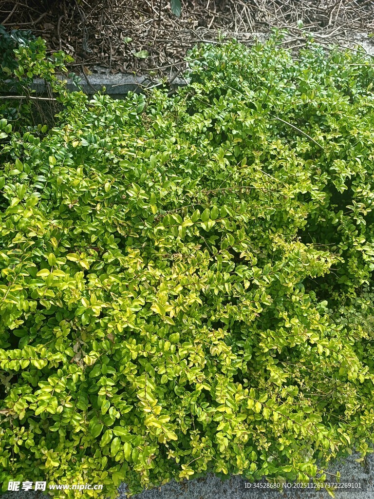 翠绿繁茂的低矮灌木丛