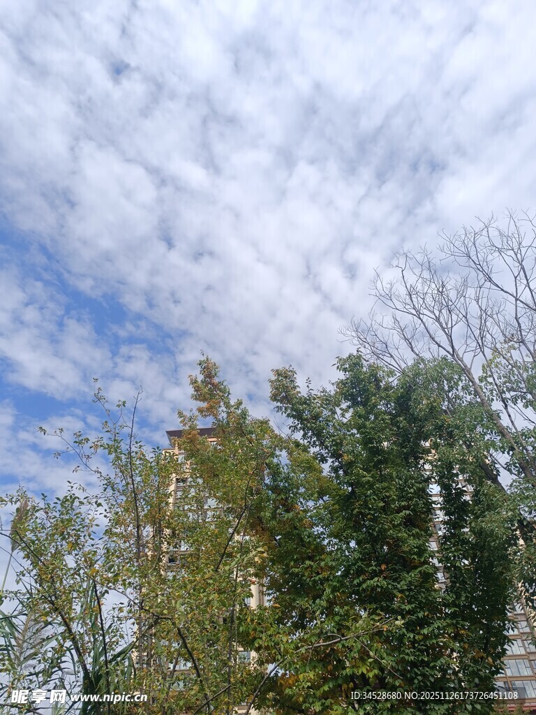 蓝天白云下的葱郁树林