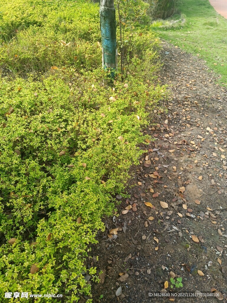 小径旁绿意盎然的灌木丛