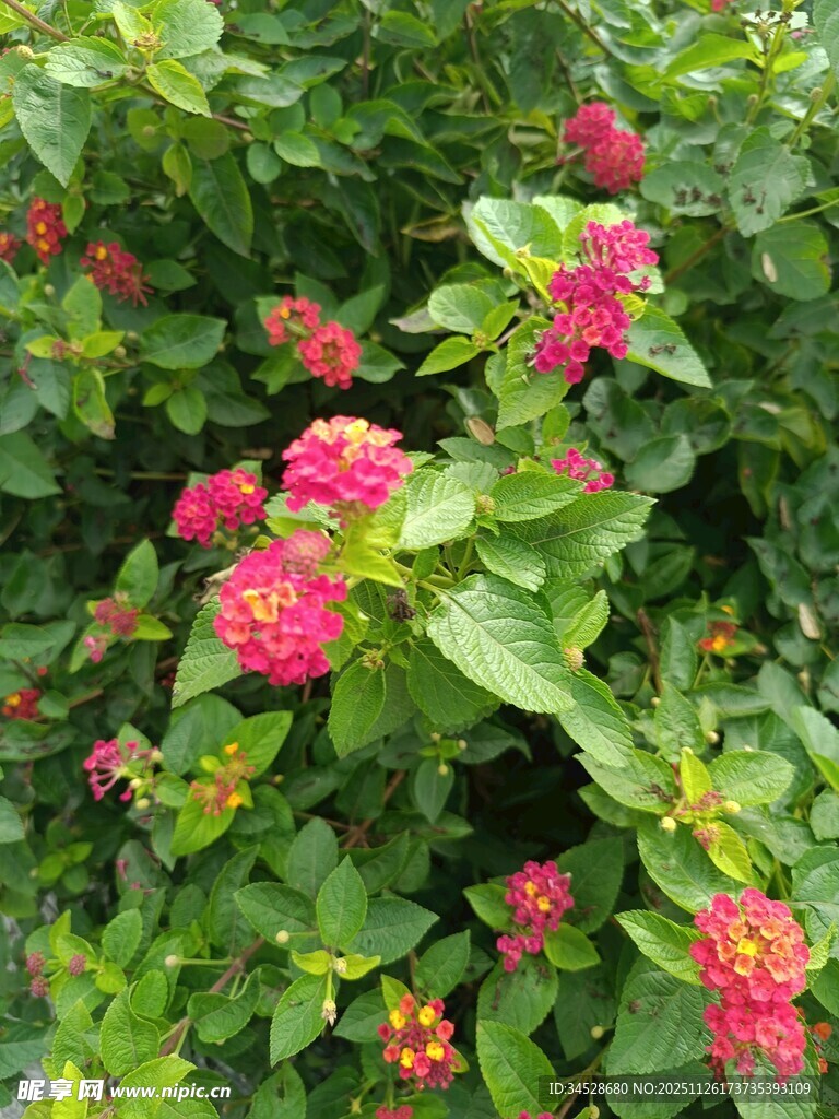 鲜艳多彩的盛开花卉