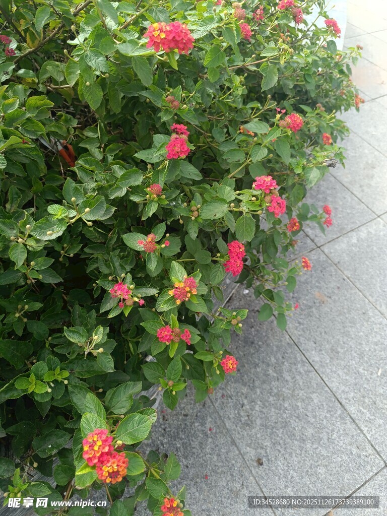 墙边绽放的鲜艳红花