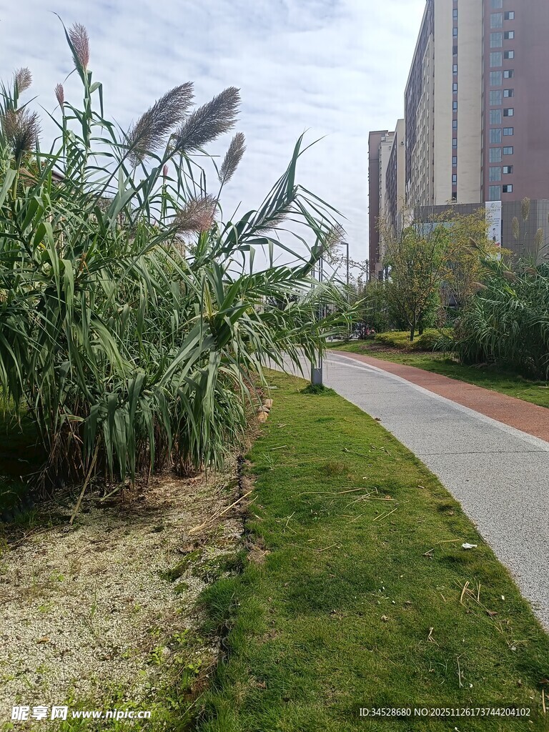 城市小径旁的绿植景观