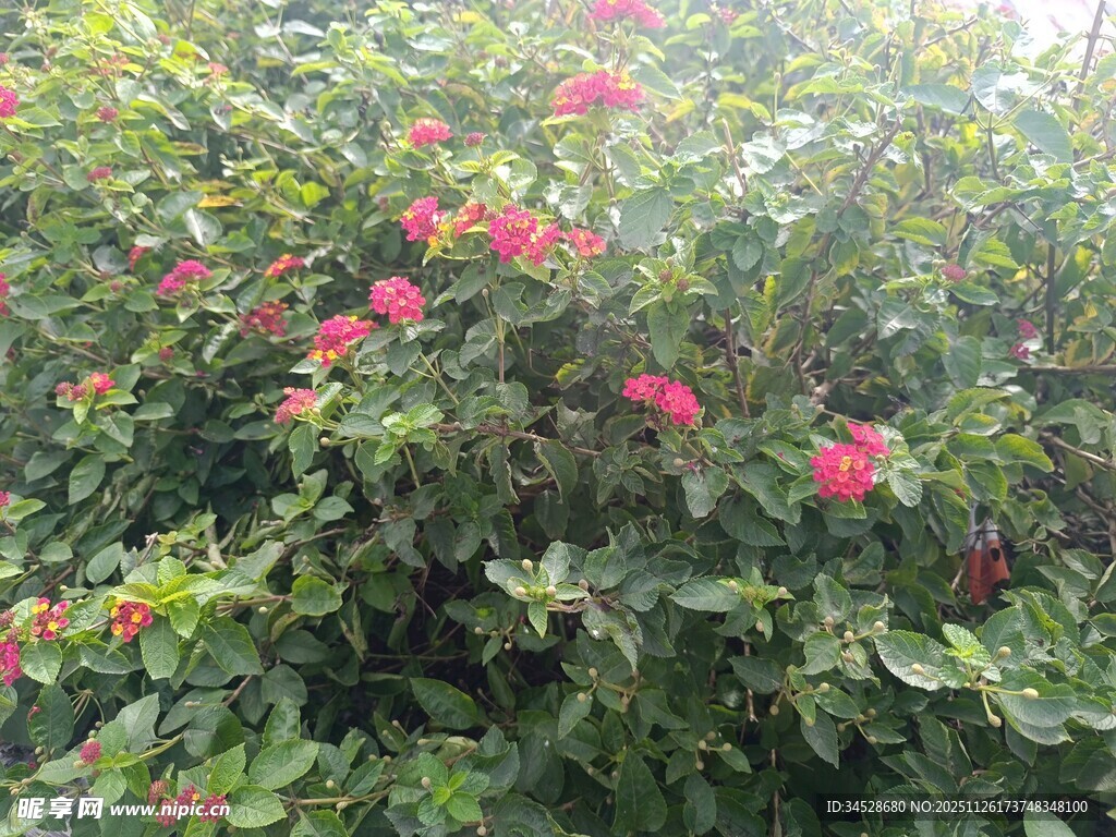 盛开的红色花卉绿植