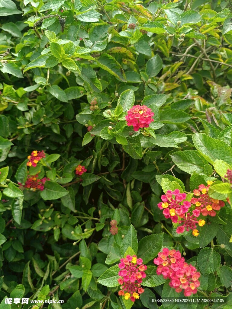 绿叶丛中绽放的艳丽花朵