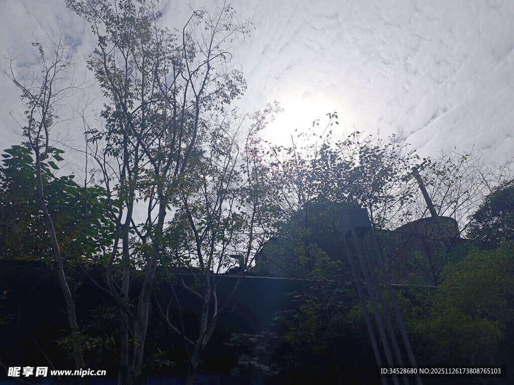 阳光穿透树林的自然景象