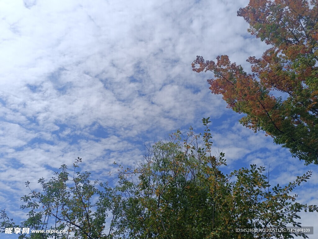 秋日树梢上的蓝天白云