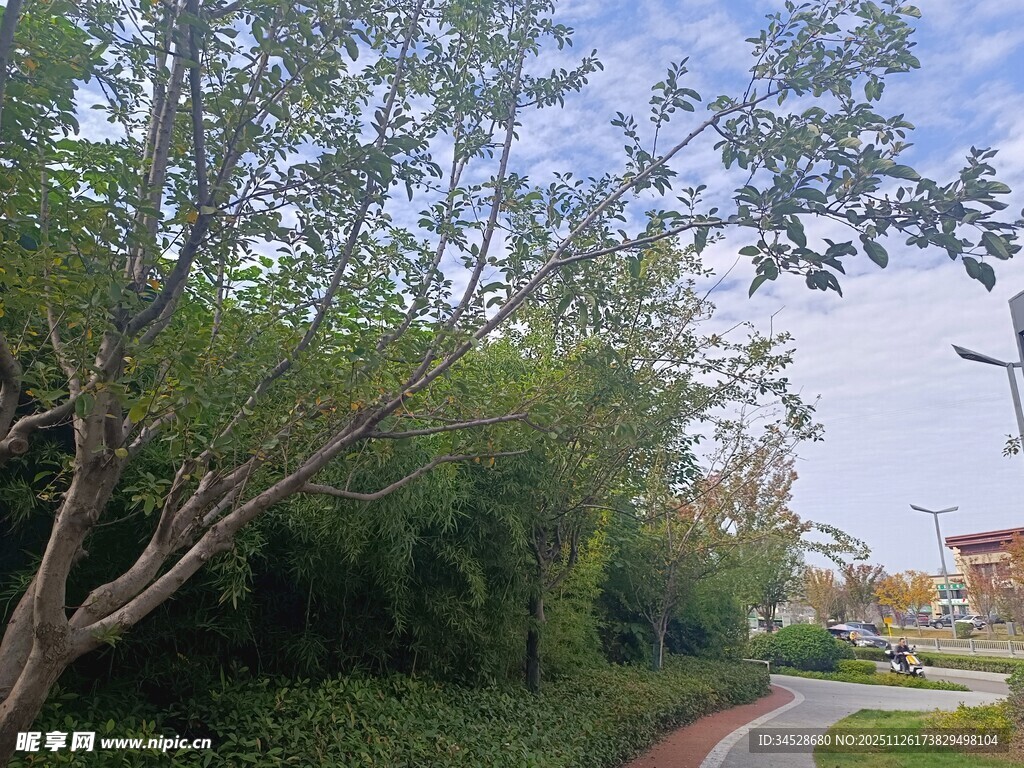 城市绿荫间的宁静小路