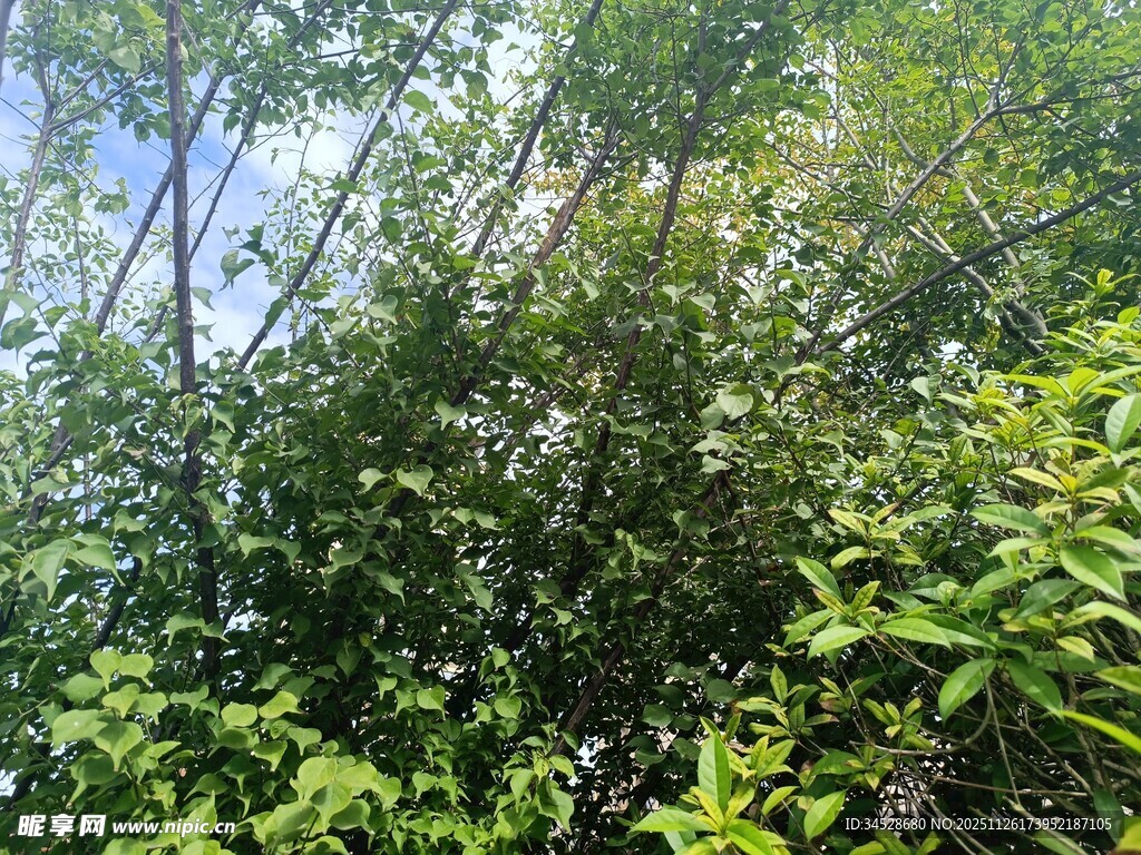 繁茂绿意盎然的植物景观