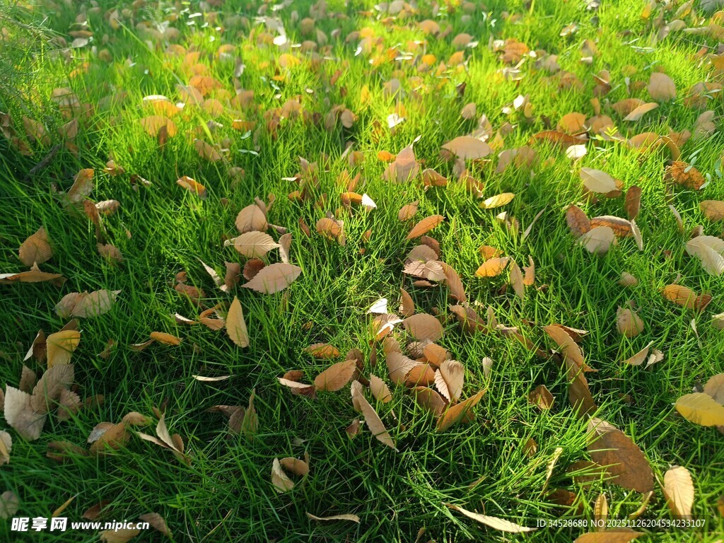 草地上的斑驳落叶