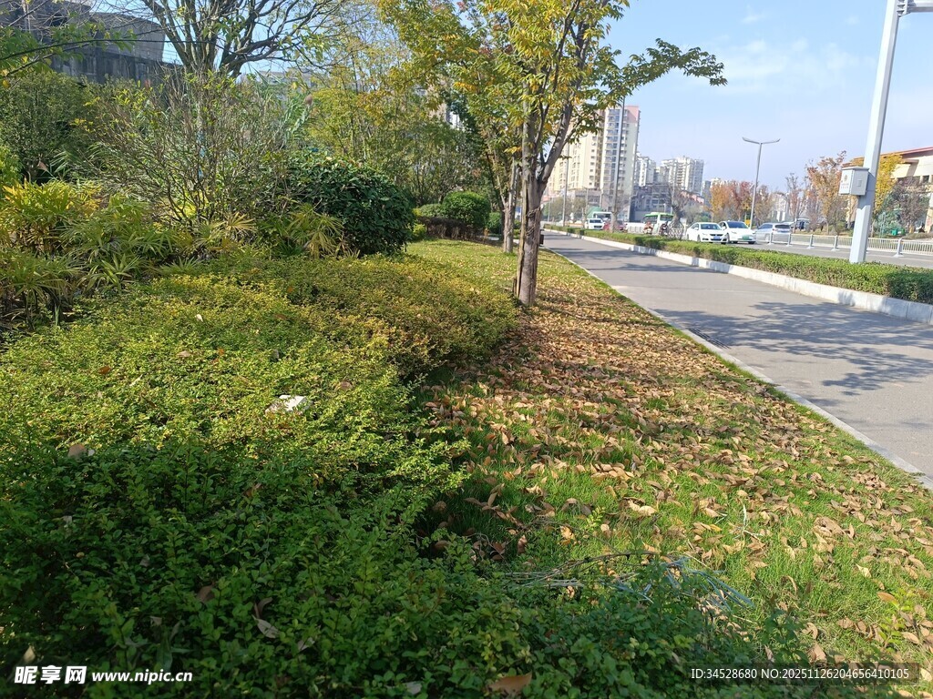 城市路边绿植景观