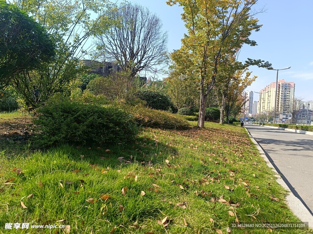 城市路边绿意盎然的景致