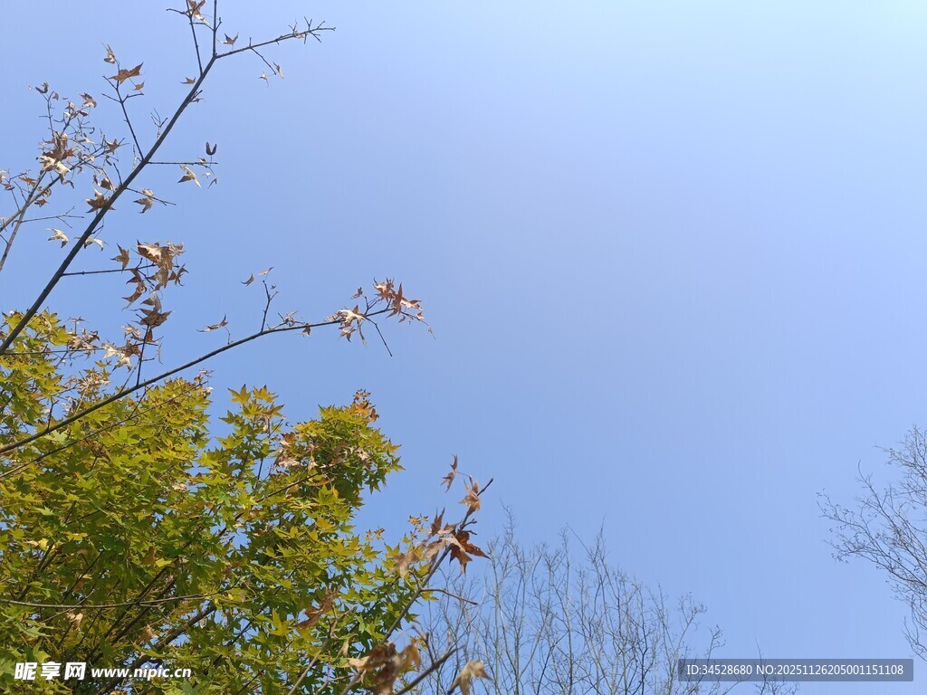 蓝天映衬下的繁茂树枝