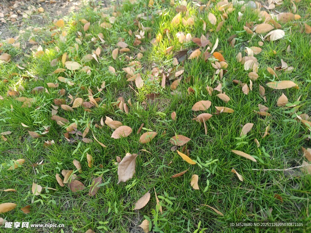草地上散落的枯黄树叶