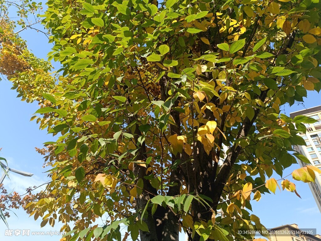 秋日枝头黄绿相间的树叶