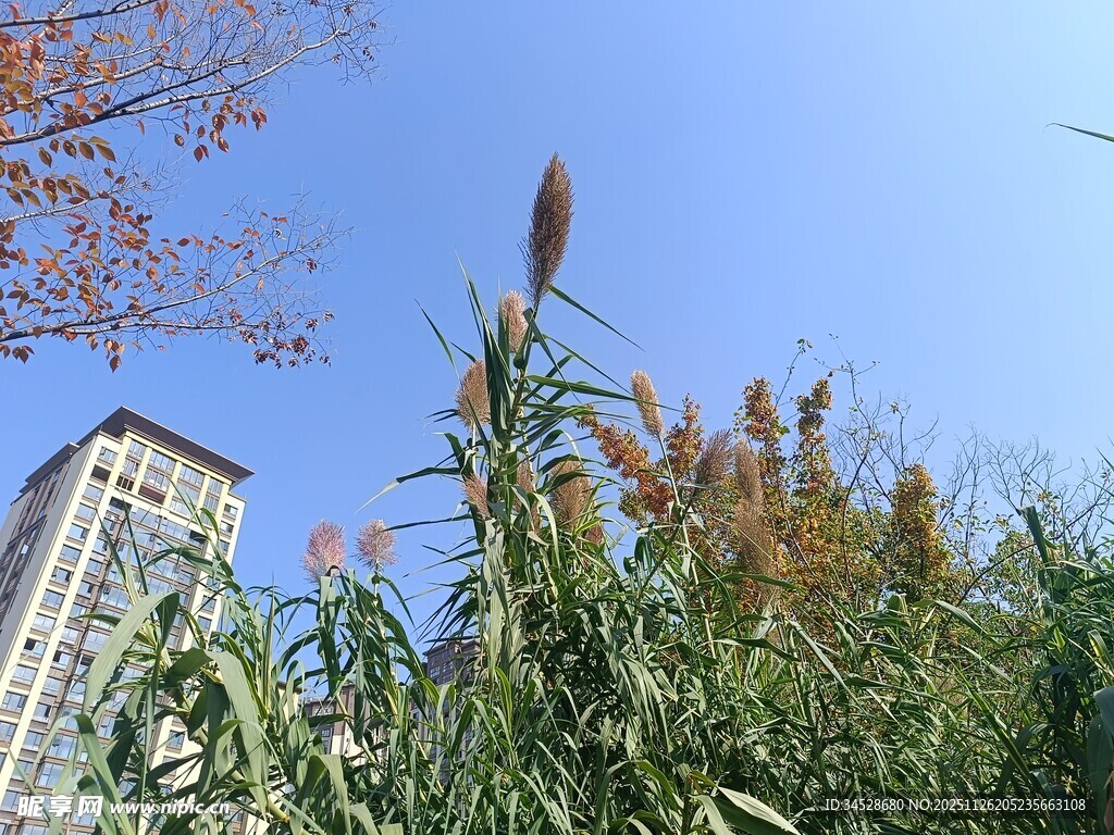 蓝天高楼旁的芦苇植物