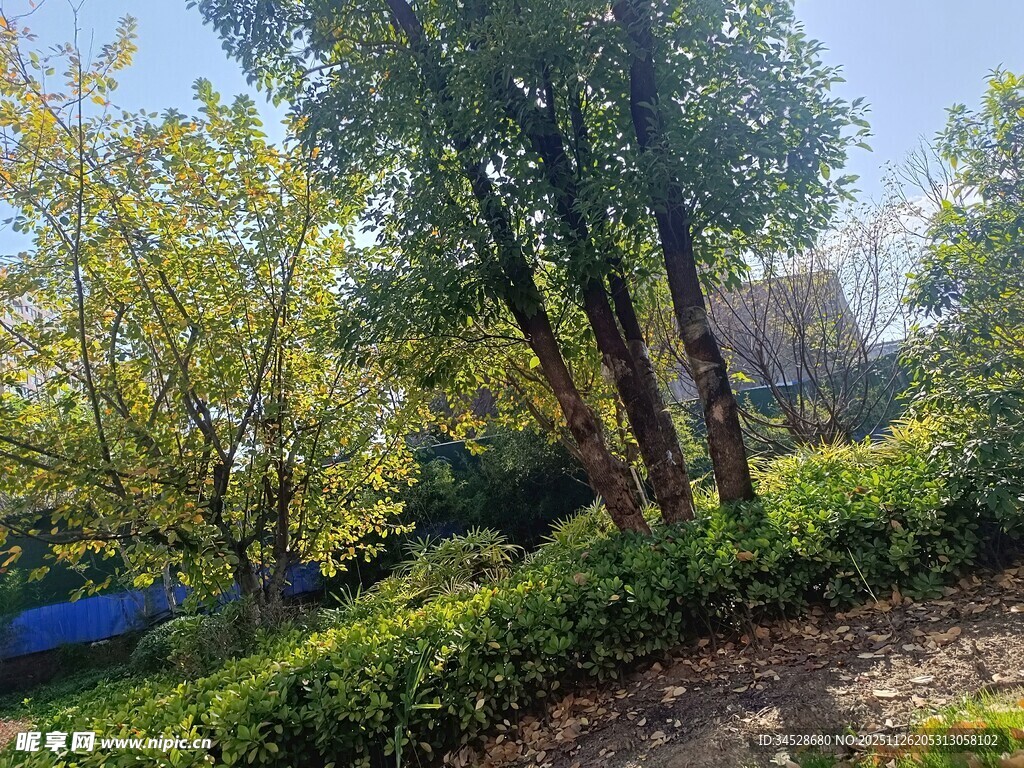 林间绿意盎然的自然景致