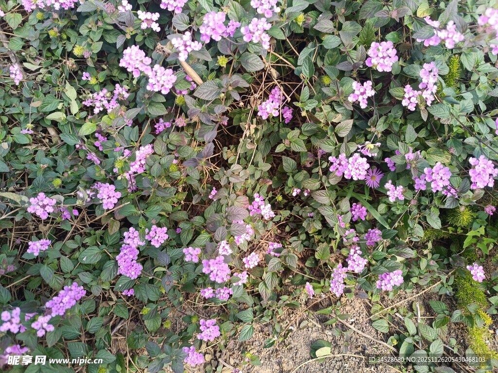 繁茂紫花绽放的植物景观