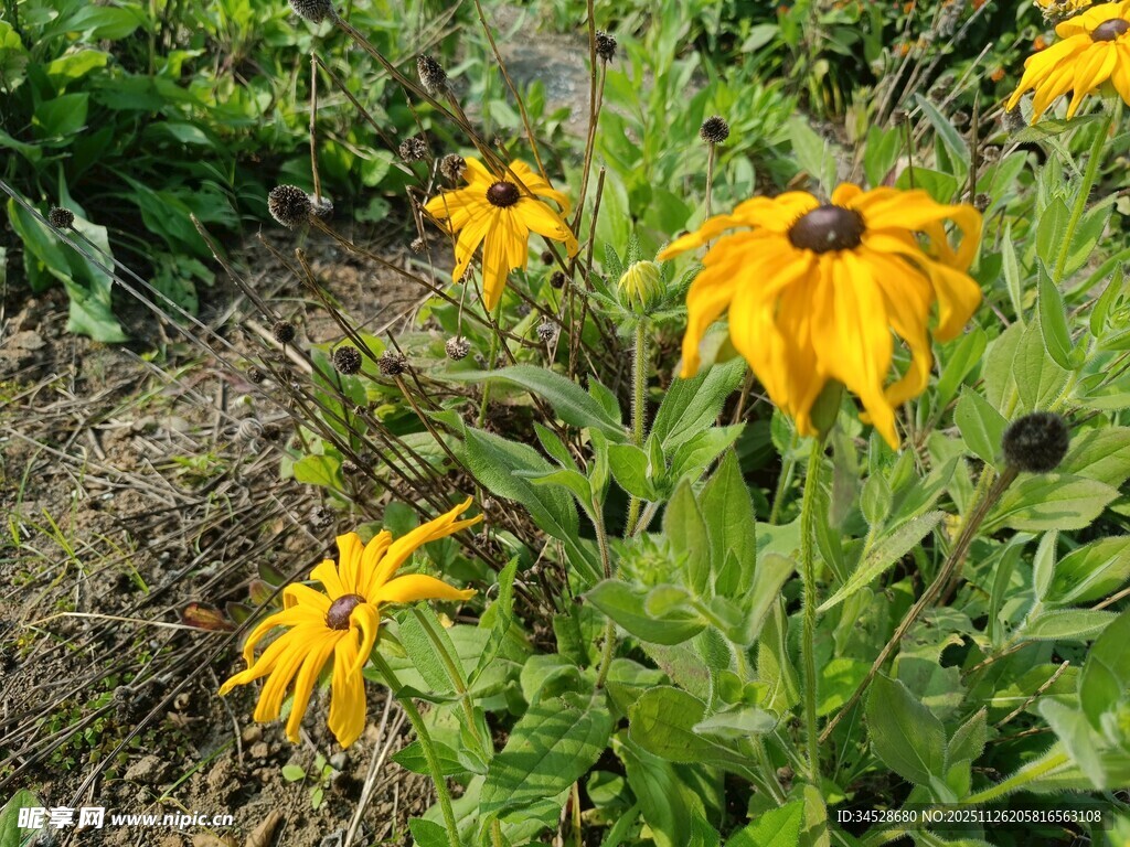 黄色黑心菊绽放于草地