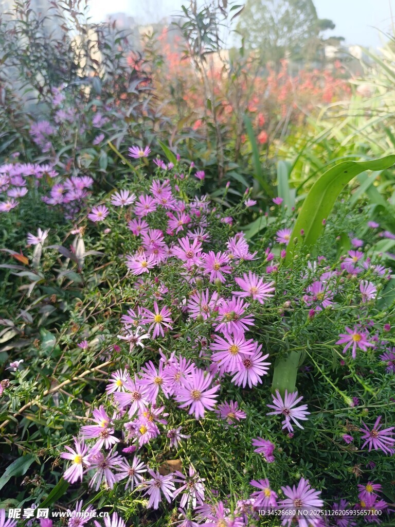 烂漫紫花绽放于绿意间