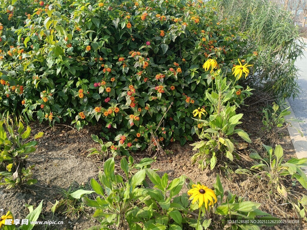 花园中的黄色花卉植物
