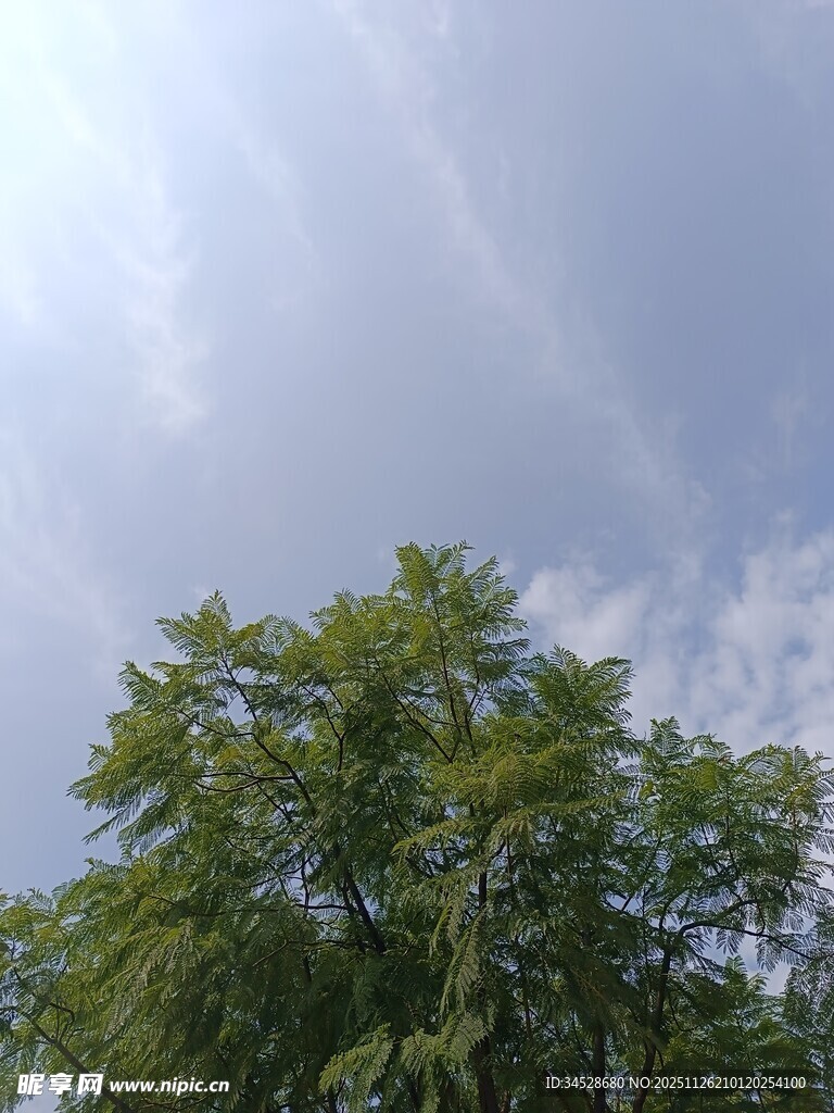 蓝天白云下的葱郁绿树