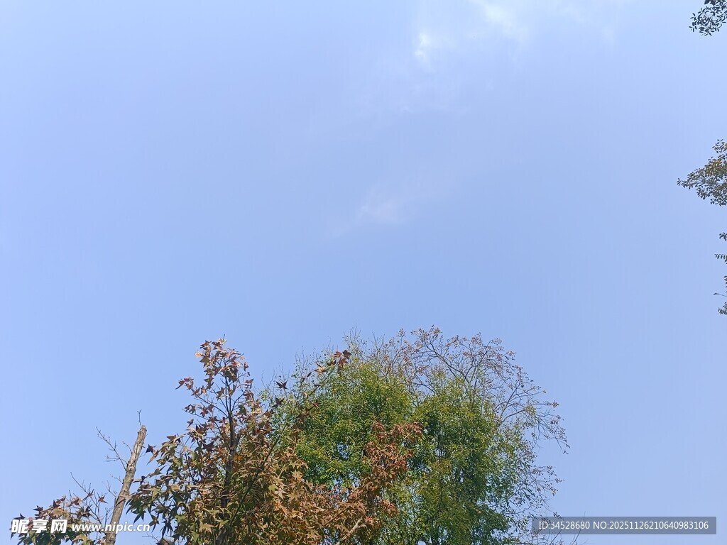 蓝天之下的葱郁绿植