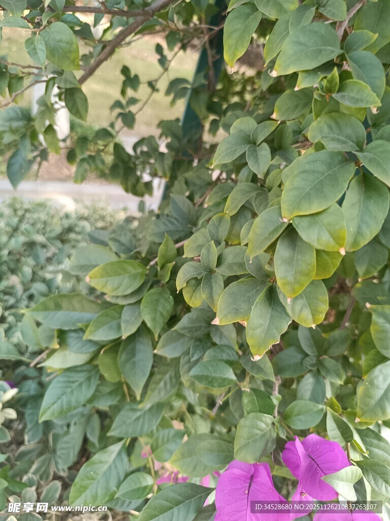 绿叶间绽放的娇艳紫花