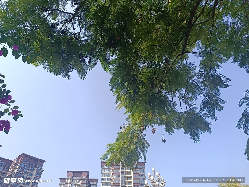 仰视绿树与城市高楼