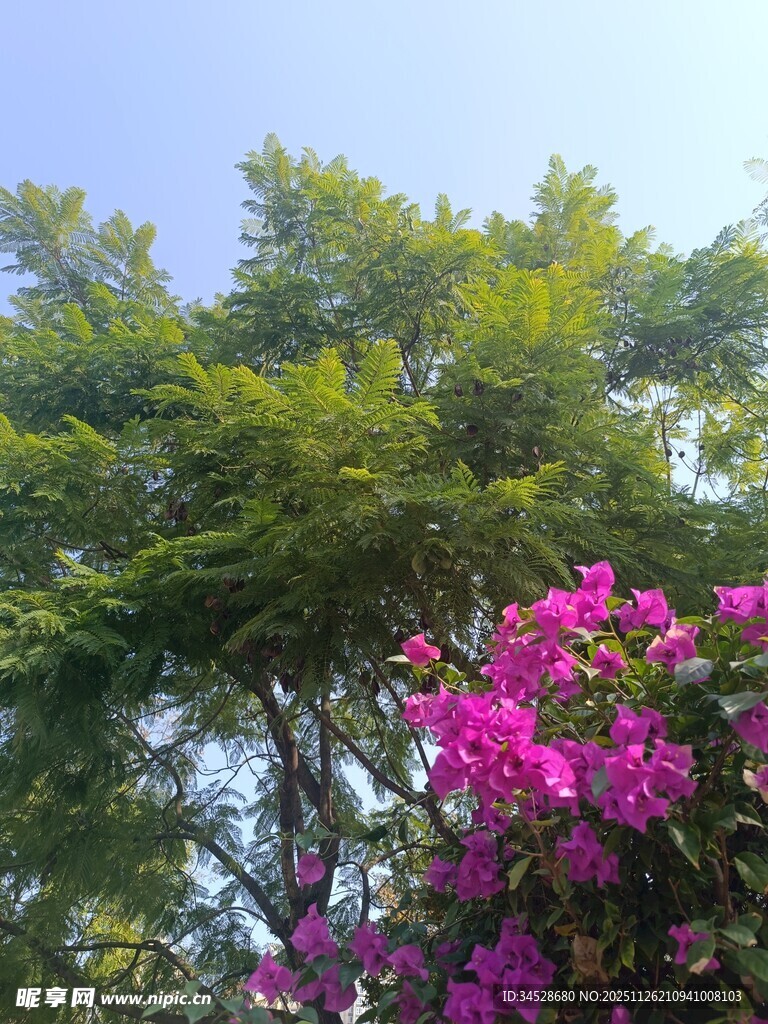 绿树繁花的自然美景