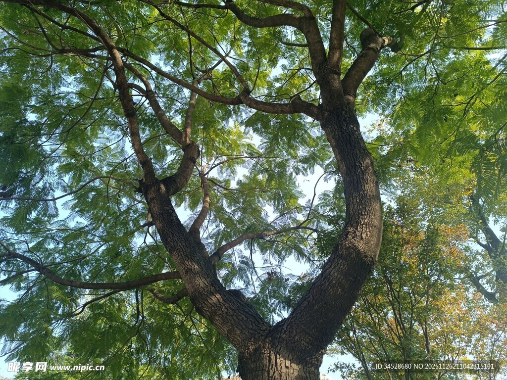 繁茂大树的特写