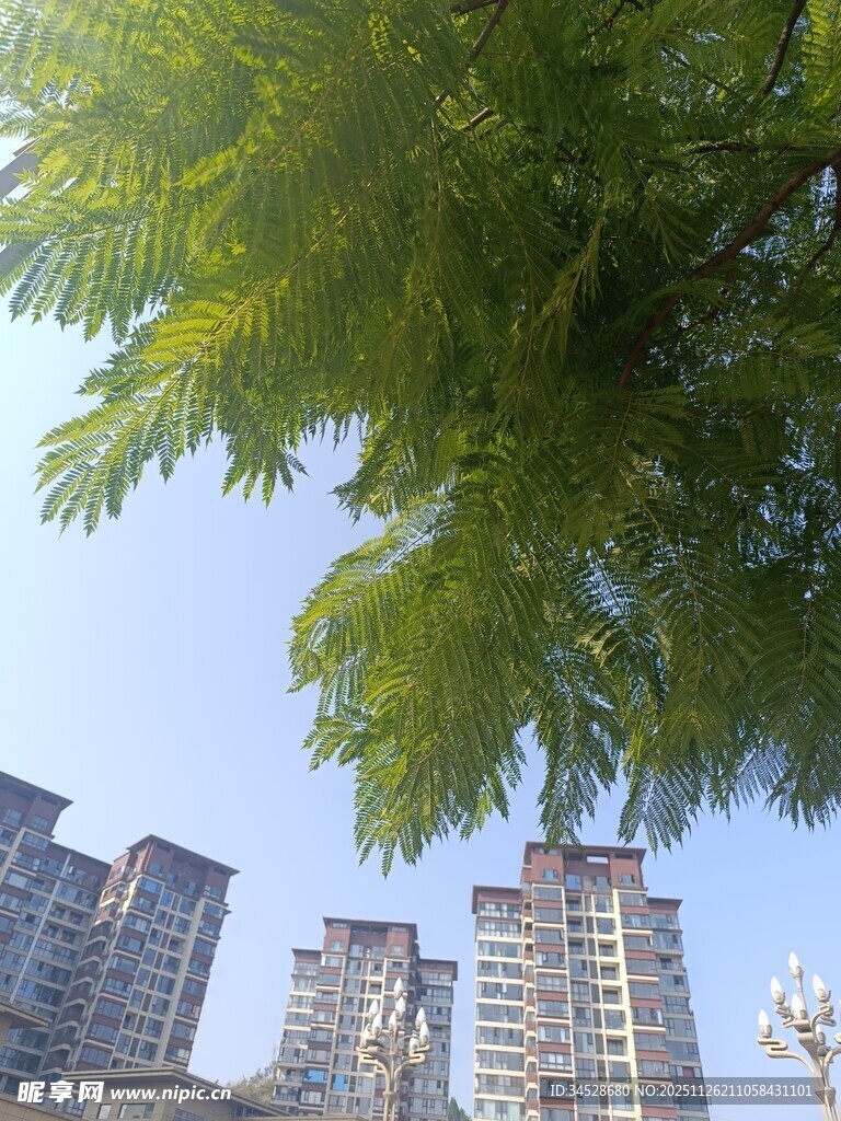 绿树掩映下的城市高楼