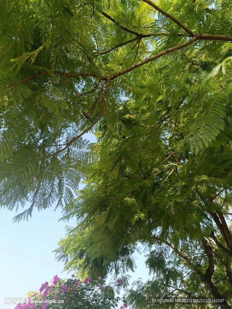 枝叶繁茂的绿树景观