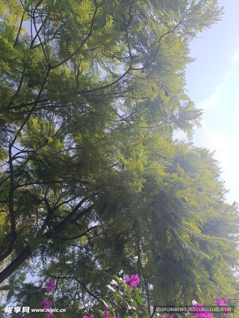 绿树繁花间的自然景致