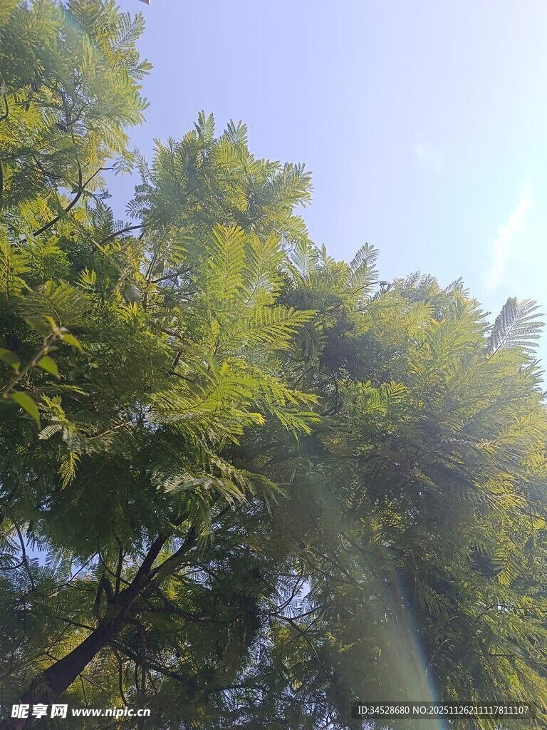 阳光下的葱郁树木