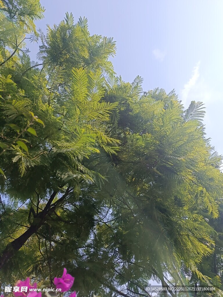 绿树繁花映蓝天