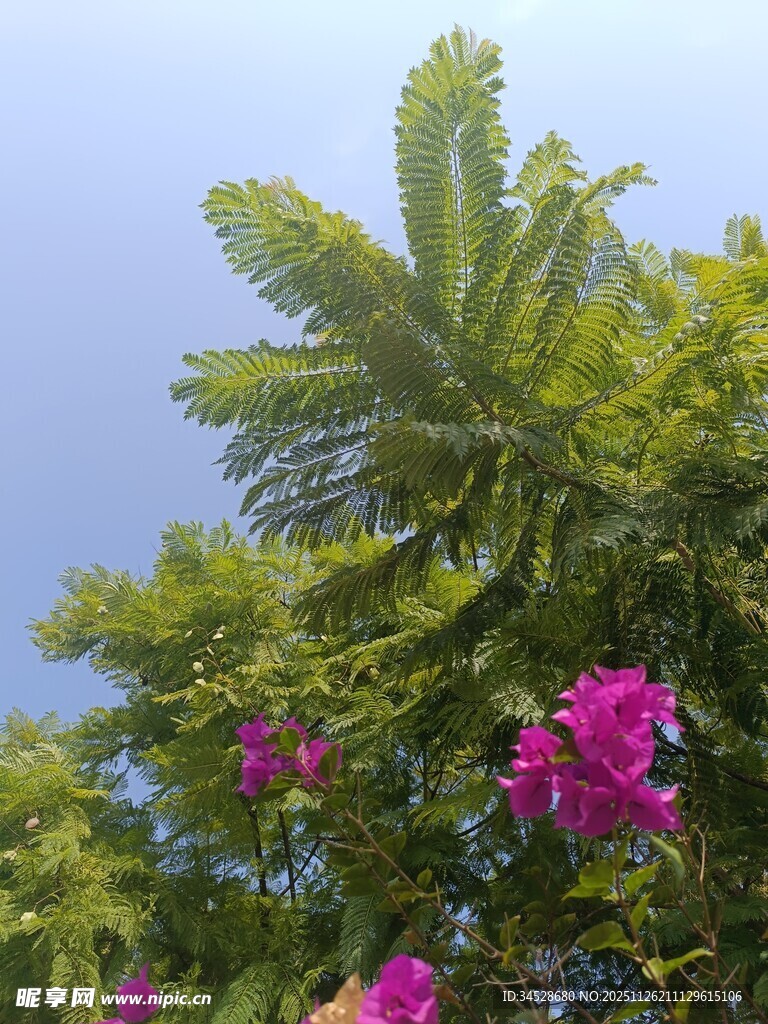 蓝天绿叶间的艳丽繁花