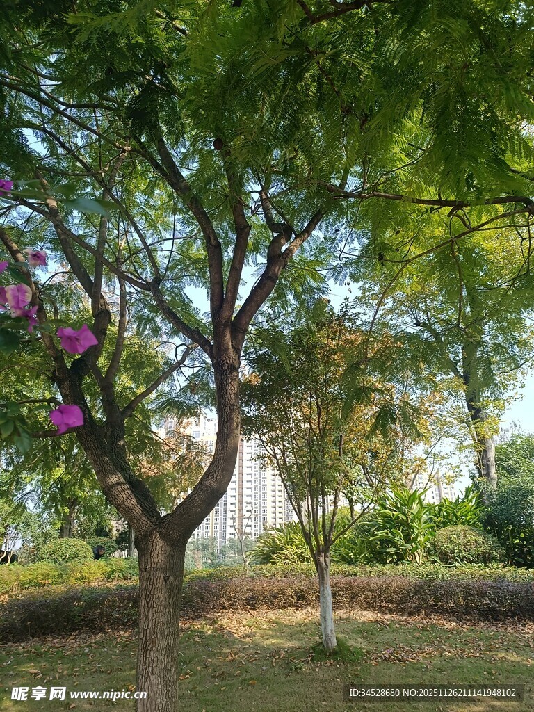 绿树繁花装点的静谧景致