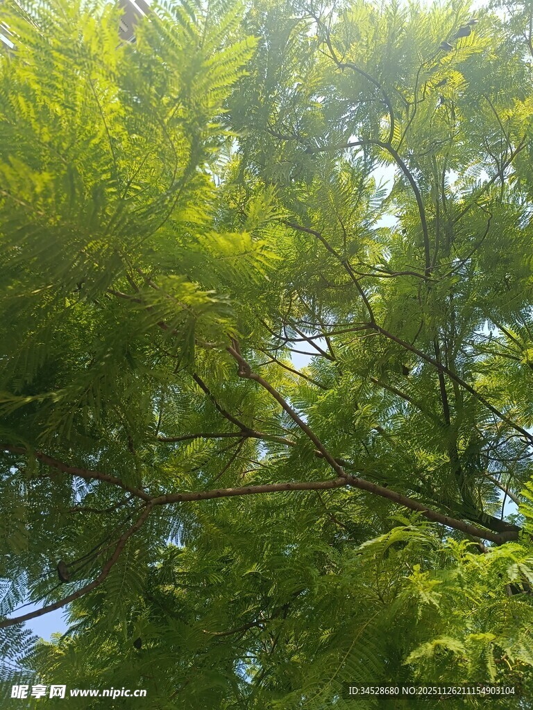 阳光下的葱郁绿树