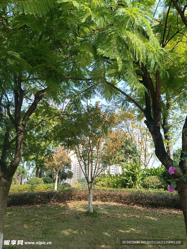 绿荫下的静谧公园景致